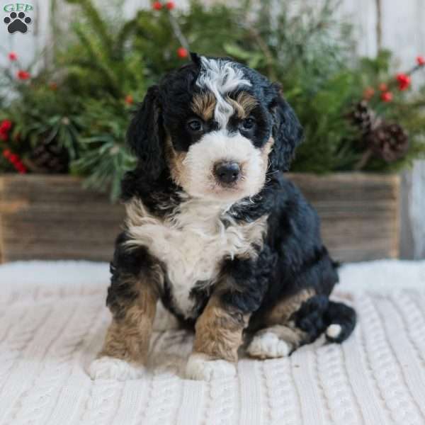 Dean, Mini Bernedoodle Puppy